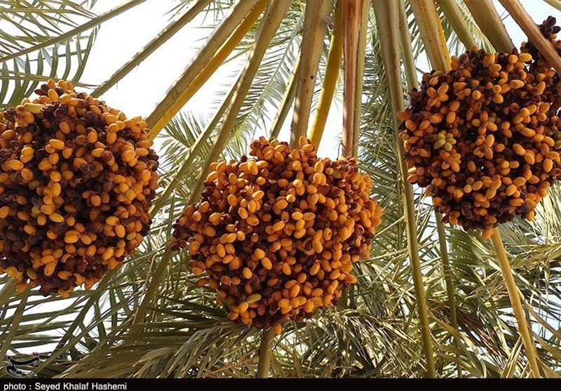 خرید حمایتی خرما به فوریت آغاز میشود خرید حمایتی خرما به فوریت آغاز میشود