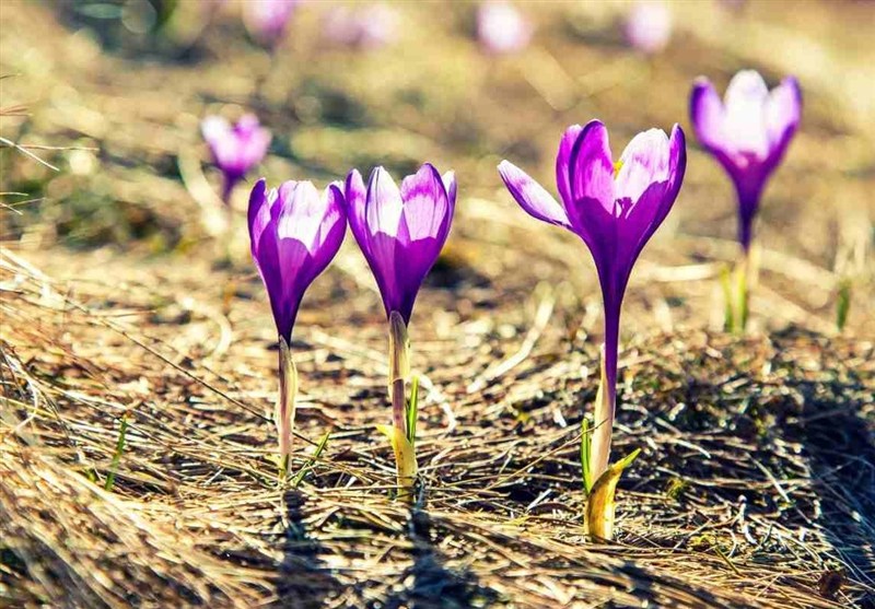 ۶۳۳ کیلوگرم زعفران در بورس دادوستد شد