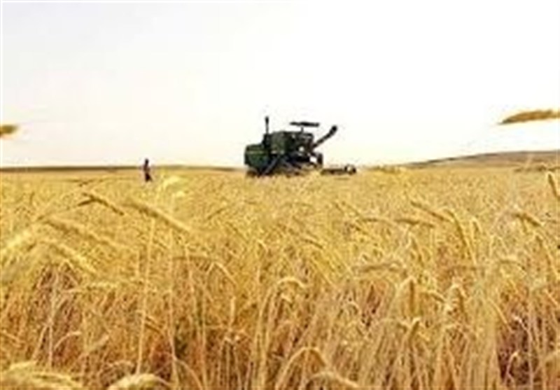۹۵ درصد طلب گندم‌کاران پرداخت شد