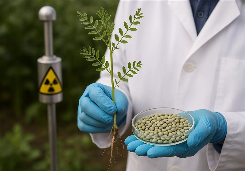 هستهای در کشاورزی ــ ۳۹ | اصلاح عدس برای تولید پروتئین بیشتر هستهای در کشاورزی ــ ۳۹ | اصلاح عدس برای تولید پروتئین بیشتر